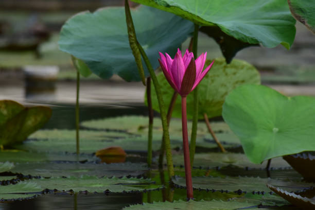 istock Lotus flower and lotus leaf 1178951363