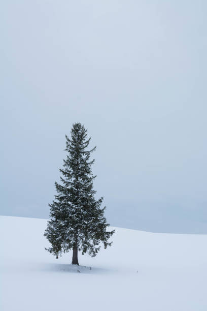 istock Pine tree in snowy field Biei 1178952738