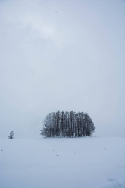 istock Larch forest on snow hill in Biei 1178952888
