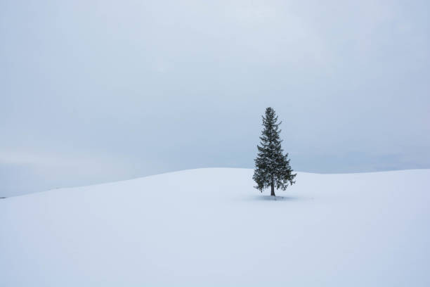 istock Pine tree in snowy field Biei 1178952963
