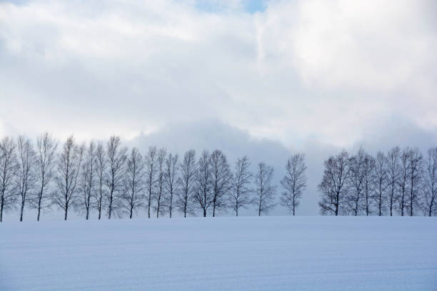 istock Winter field and birch trees in Biei 1178953076