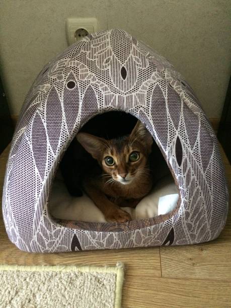 istock Abisinniab cat at her house looking outside 1178955588