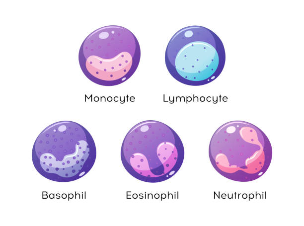 白血球のベクターセット。単球、リンパ球、好酸球、好中球、好酸球。 - macrophage human immune system cell biology点のイラスト素材／クリップアート素材／マンガ素材／アイコン素材