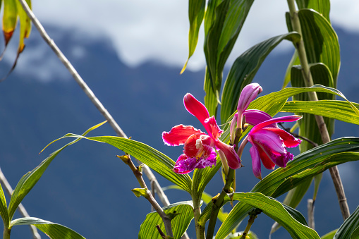 Wild pink purple Orchid flowers with blurred mountains in the clouds natural background with bokeh and copy space
