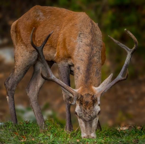 istock deer in the Park National D'Abruzzo Lazio e Molise 1178961191