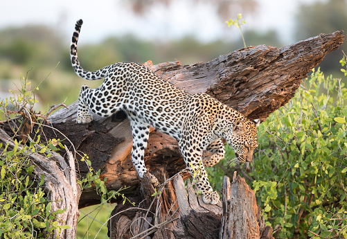 A Leopard climbing down from a tree. Taken in Kenya
