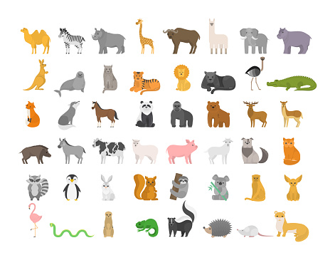 Cute animal set with farm and wild character. Cat and lion, elephant and monkey. Zoo collection. Isolated flat vector illustration