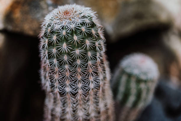 Echinocereus pectinatus, Cactaceae