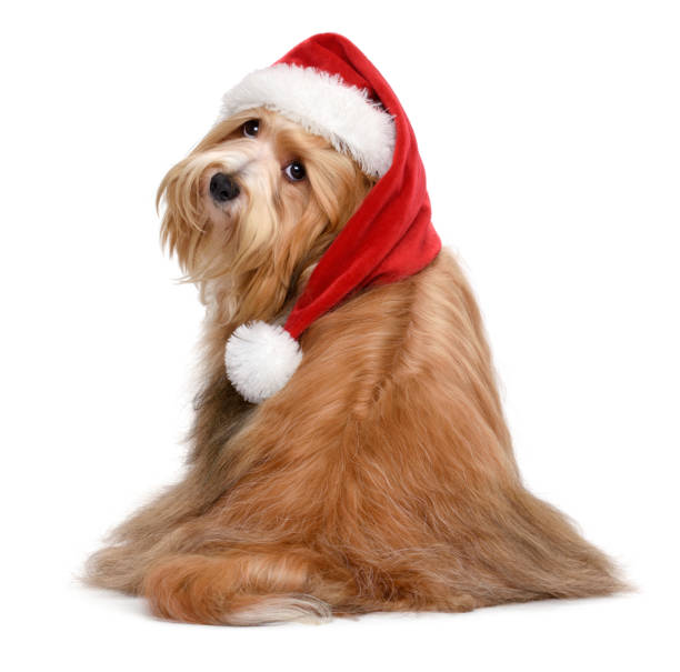 istock Cute Havanese dog in a Christmas Santa hat 1178965233