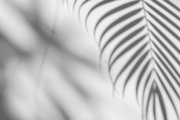 白い壁の背景に影のヤシの葉。クリエイティブデザイン夏のコンセプト - fern textured nature tree ストックフォトと画像