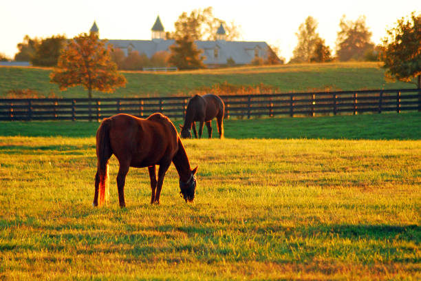fin d'après-midi dans le pays de cheval - meadow grazing horse agriculture photos et images de collection