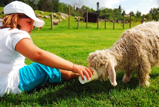 Photo of Feeding the lamb