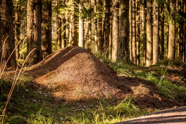 Photo of A giant anthill by the side of a path through a park.