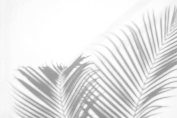 istock abstract background of shadows palm leaf on a white wall. White and Black. 1178969029