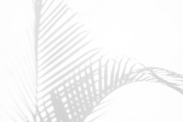 istock abstract background of shadows palm leaf on a white wall. White and Black. 1178969031