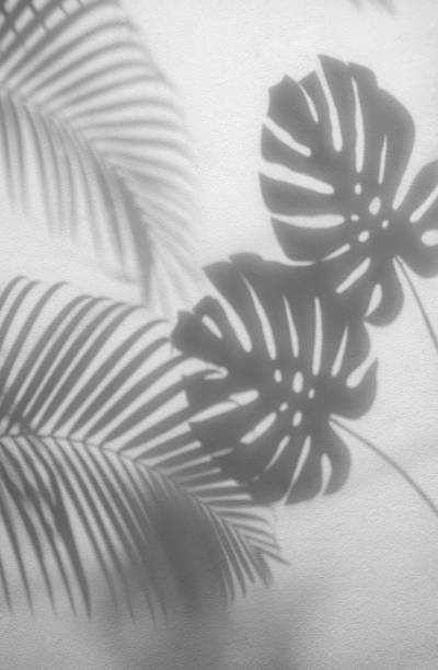 istock shadows palm leaves and monstera leaf on concrete textured wall surface background. White and Black tone 1178969050