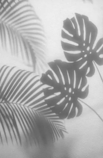 Photo of shadows palm leaves and monstera leaf on concrete textured wall surface background. White and Black tone