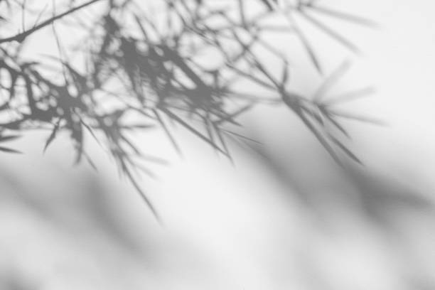 istock shadows of bamboo leaf is tropical leaves on white wall surface texture background. white and black tone 1178969070