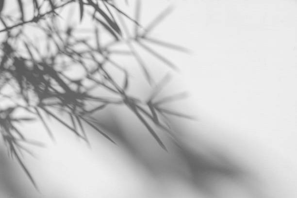 istock shadows of bamboo leaf is tropical leaves on white wall surface texture background. white and black tone 1178969090
