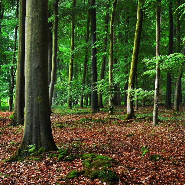 istock Dark beech forest with fallen leaves on the ground in mist, Herford, Germany 1178969286