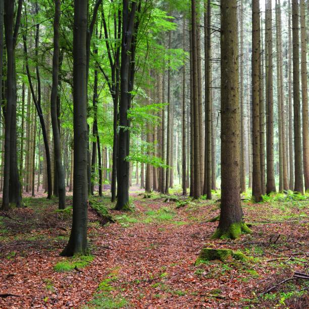 istock Dark beech forest with fallen leaves on the ground in mist, Herford, Germany 1178969293
