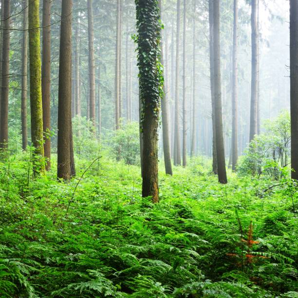 istock Majestic green pine tree forest, Herford, Germany 1178969300