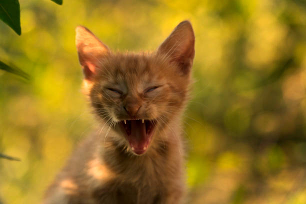 One month year old tiny ginger kitten is yawning at garden stock photo