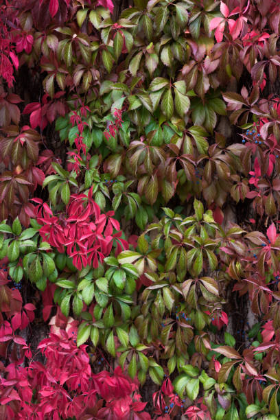 istock Wall covered in red and green ivy leaves. 1178970945