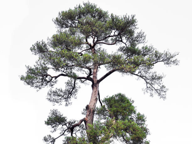 istock Japanese tree for garden decorating tree on white background. 1178970981