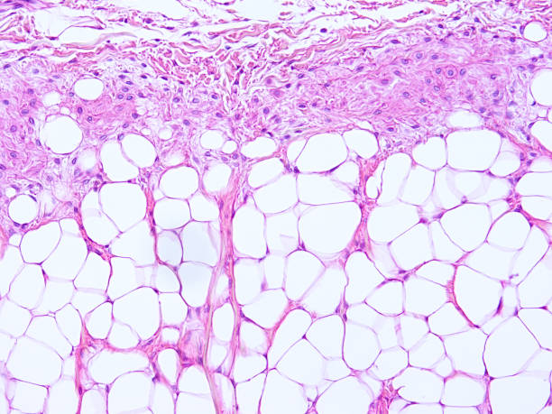 istock histology of human tissue 1178970989