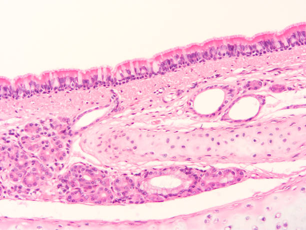 istock histology of human tissue 1178971000