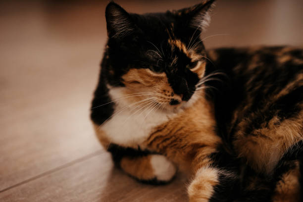 istock portrait of domestic three-mastered cat 1178971003