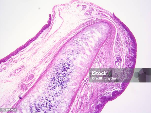 Histologi Jaringan Manusia Foto Stok Biology Diagrams