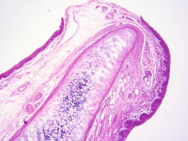 istock histology of human tissue 1178971025