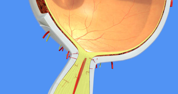 anatomia oka. twardówka, siatkówka, naczyniówki, ciała szklistego, żyły siatkówki i tętnicy, naczynia, nerwu wzrokowego. dokładna, bardzo szczegółowa i realistyczna ilustracja 3d przedstawiająca główne części. niebieskie tło. - sensory perception eyeball human eye eyesight zdjęcia i obrazy z banku zdjęć