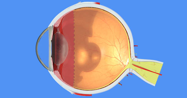 anatomia oka. twardówka, tęczówka, rogówka, siatkówka, naczyniówki, ciała szklistego i rzęskowego, soczewka, naczynie, mięsień, nerw. dokładna, bardzo szczegółowa i realistyczna ilustracja 3d przedstawiająca główne części. niebieskie tło - sensory perception eyeball human eye eyesight zdjęcia i obrazy z banku zdjęć