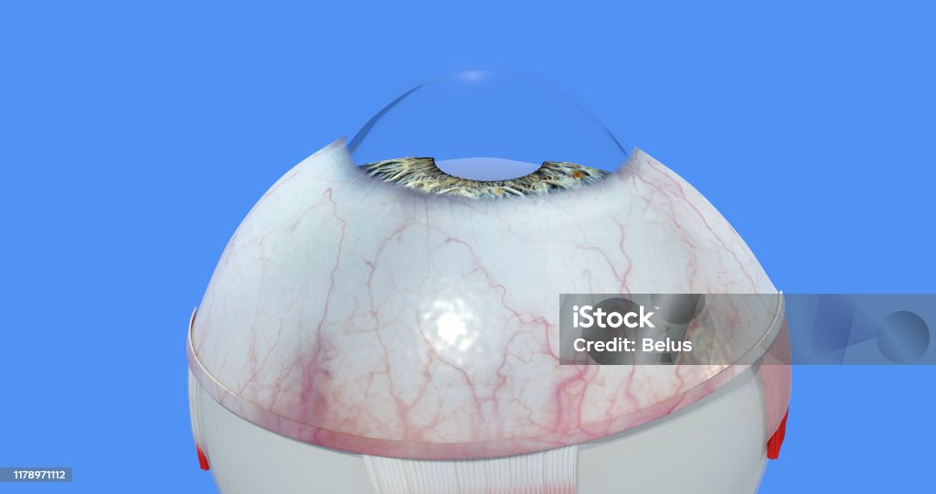 눈 해부학 동공 근육 각막 홍채 결막 공막 와르티코제 정맥 렌즈 테논 캡슐 주요 부분을 보여주는 정확하고 매우 상세하고 사실적인 ...