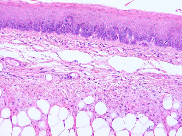 istock histology of human tissue 1178971244
