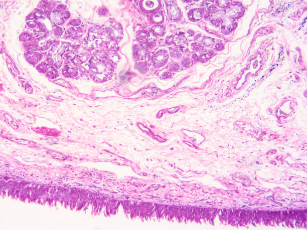istock histology of human tissue 1178971249