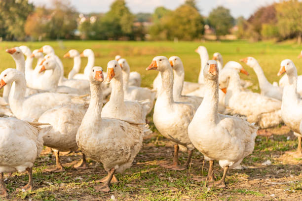 istock Many white fattening geese on a meadow 1178971255