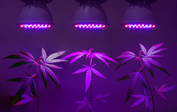 2,177 Led Grow Light For Plant Growing Stock Photos, Pictures &  Royalty-Free Images - iStock