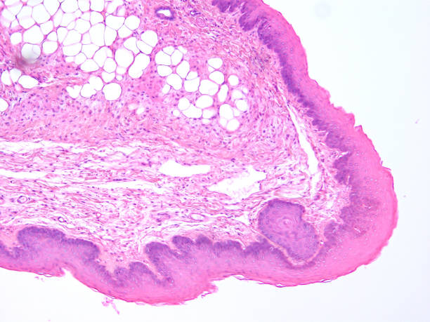 istock histology of human tissue 1178971310