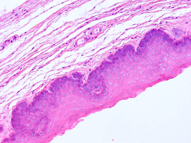 istock histology of human tissue 1178972412