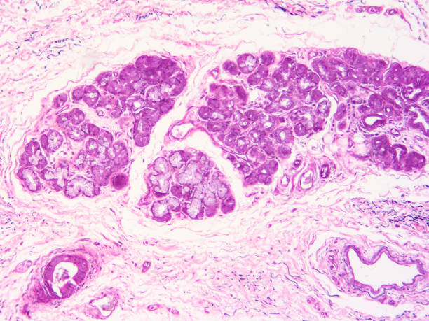 istock histology of human tissue 1178972456