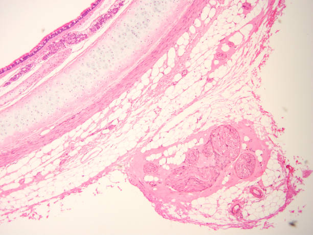 istock histology of human tissue 1178972495