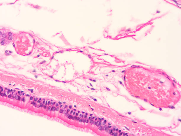 istock histology of human tissue 1178972513