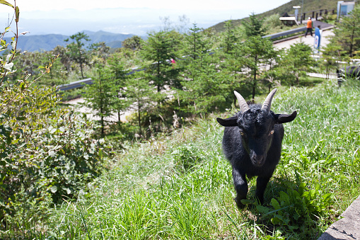 I met a black goat in a high mountain.