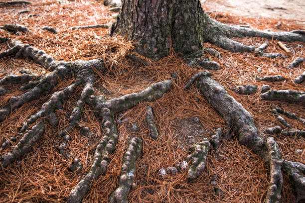 raíces de árboles - 16725 fotografías e imágenes de stock