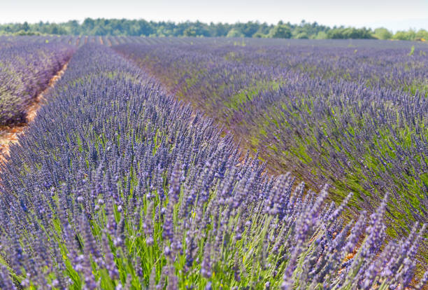 istock Fields of lavender in France 1178972844