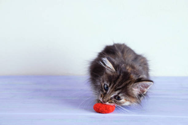 istock A small gray kitten holds a knitted toy heart in his teeth. 1178973057